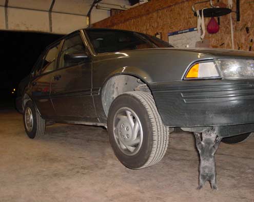supercat[1].jpg