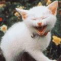 6.gif